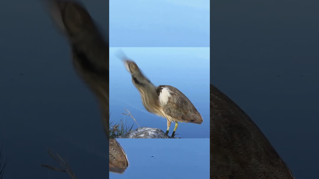 American bittern pumbing  