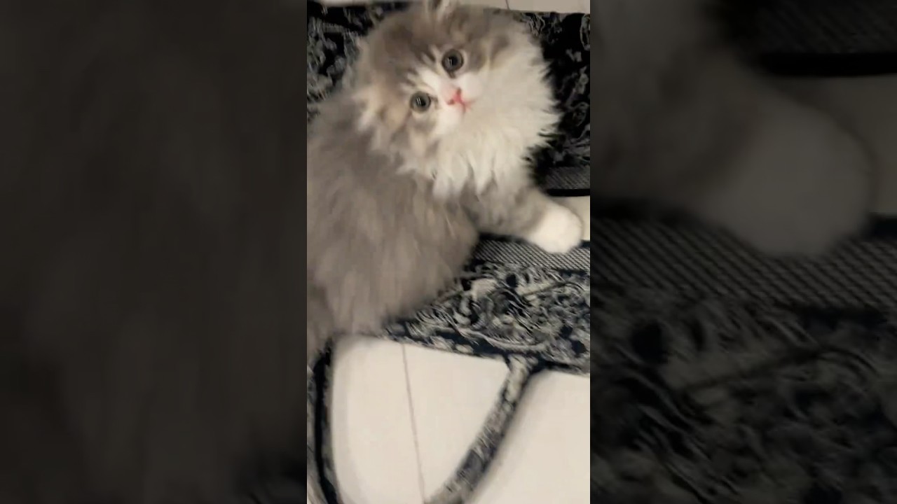 それで爪とぎはダメ#shorts