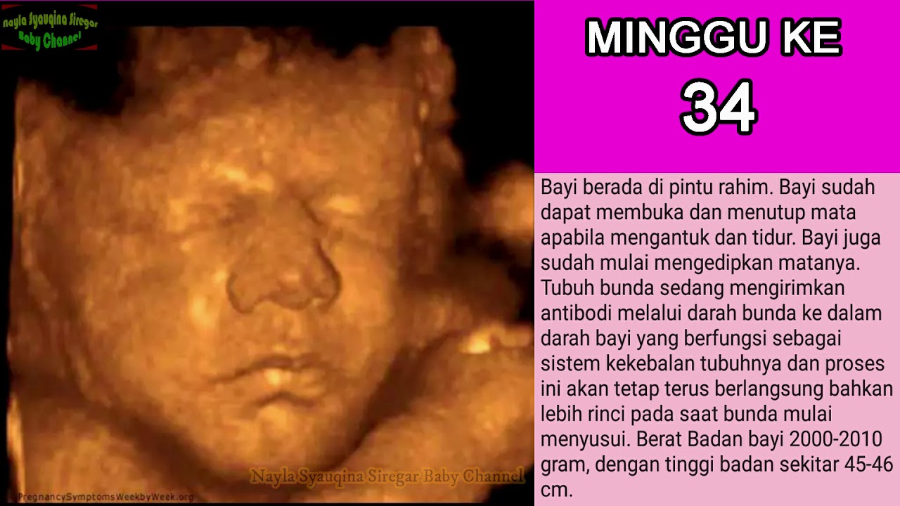 Proses Perkembangan Janin di Trimester Ketiga (3 Bulan Ketiga) 3/3