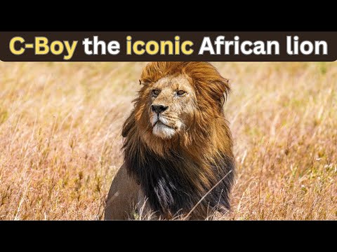 The Story Of C Boy   The African Lion Who Challenged Death.