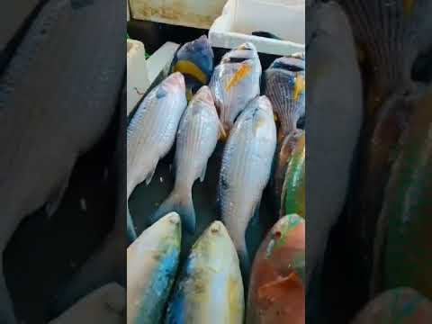 أسماك بيت الفاو البحريه رقم الحجز 07719534919 توصيل كافه محافظات 