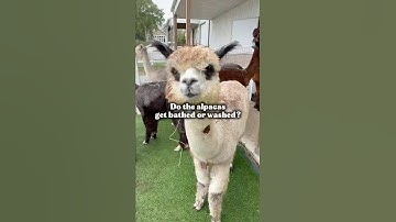 Do the alpacas have to be cleaned? #alpaca #agriculture #farmlife #animals #animallovers #cuteanimal