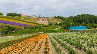 Walking from Country Station to Biei Flower Gardens | Hokkaido, Japan
