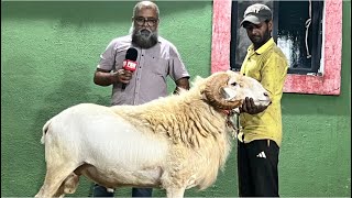 Heavyweight Karnataki Hegda (Amengad) Menda at JD Goat Farm