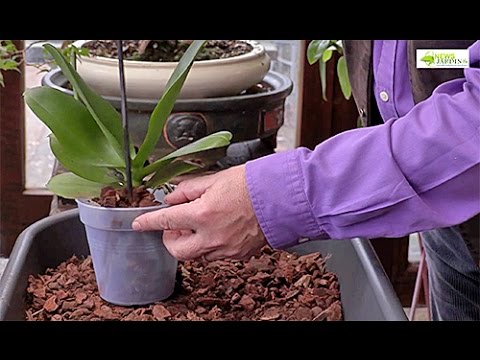 Vidéo: Comment Transplanter L'orchidée Phalaenopsis