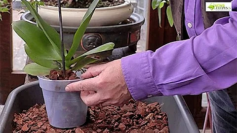 Quel pot pour une orchidée ?