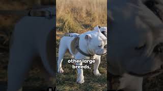 XL bully ban: Fears move could increase dog attacks