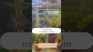 【ベタ育児日記 11/29孵化から9日目】グラビアアイドルの和地つかさです。よめちゃん(メスベタ)に引き続き金魚ちゃんも不調で悲しいです。。。繁殖のほうは順調、かな？？ #ベタ繁殖 #金魚飼育