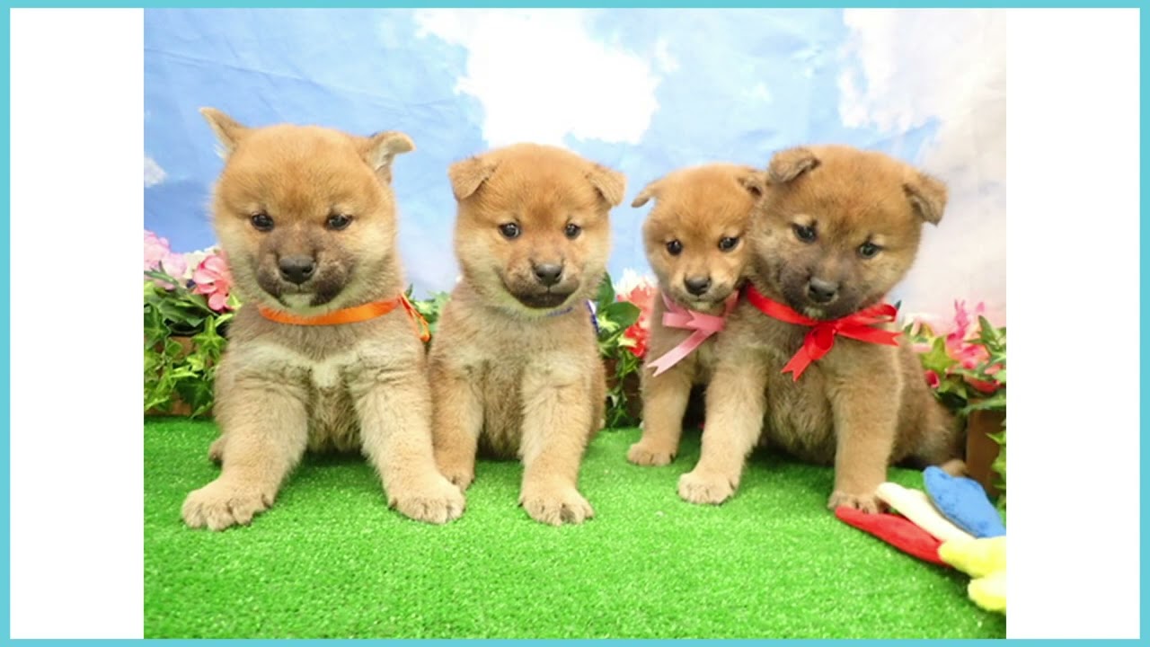 Coo&RIKU No.00753956 柴犬 - YouTube