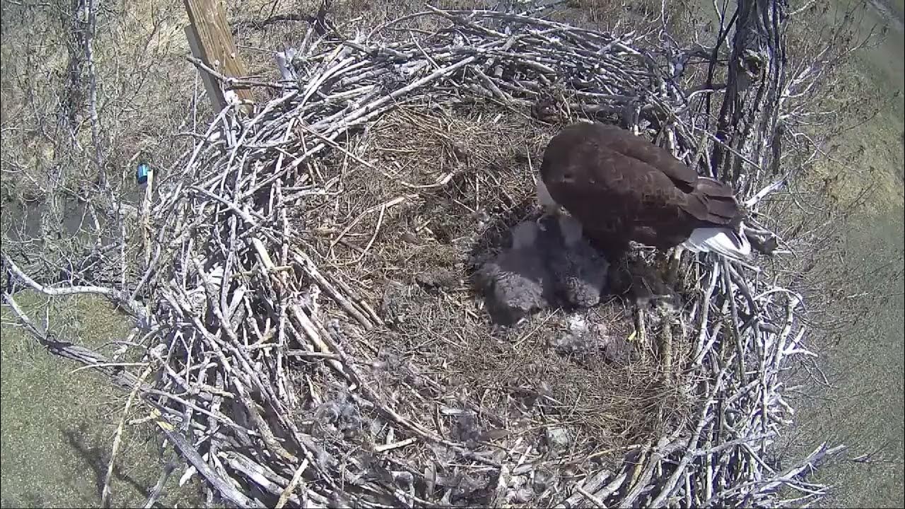Xcel Energy Fort Saint Vrain Eagle Cam 28.04.2022 YouTube