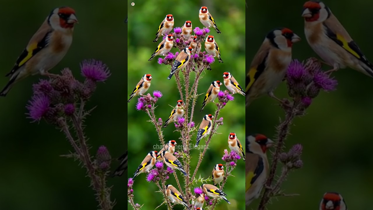 بتبتة حسون الشوك تحفيز الحسون على التغريد والهيجان علاج صمت الحسون goldfinch stimulation #birds