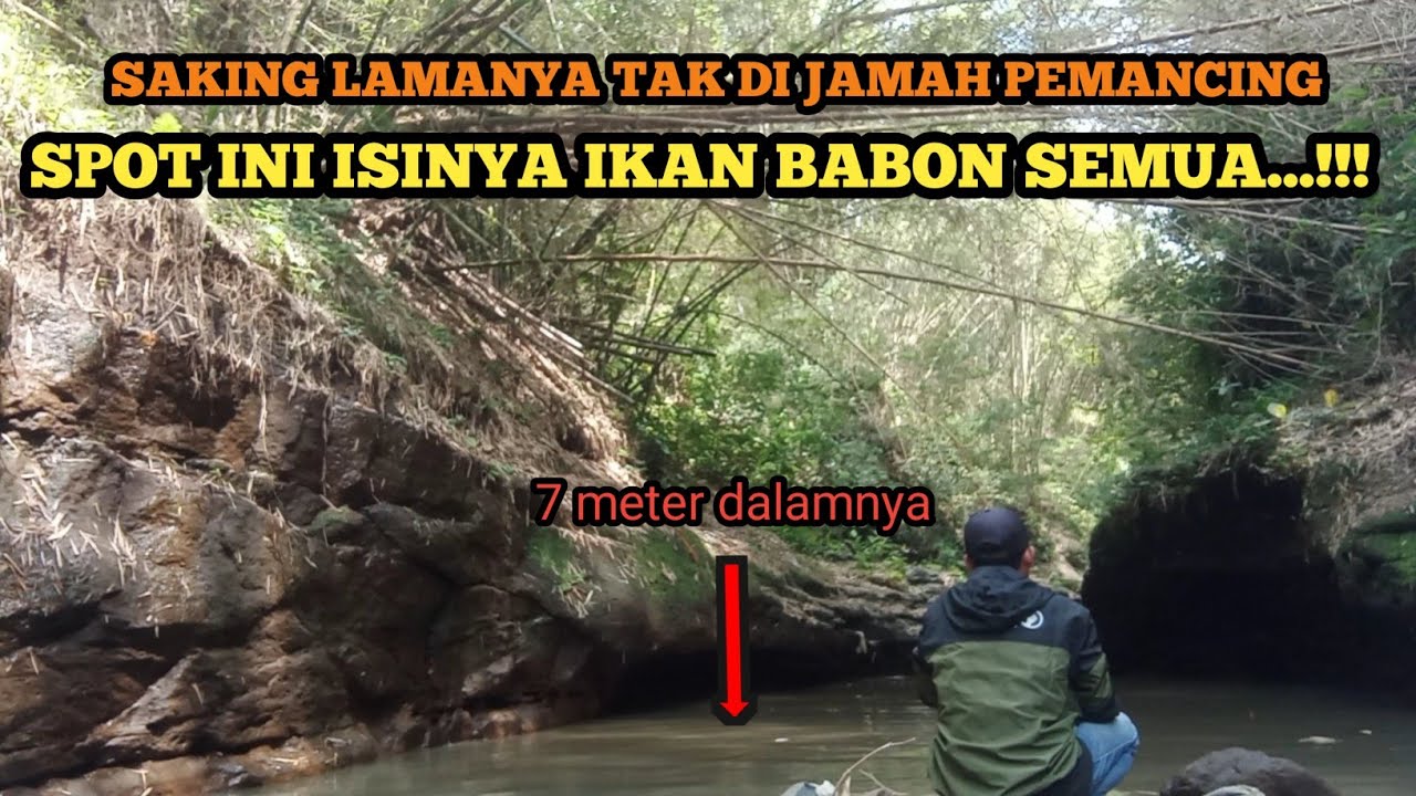 SPOT MANCING CHANNA LIMBATA MONSTER DI KOTA MALANG