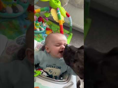 Малыши и собаки лучшие друзья 2. Babies and dogs are best friends 2. #babies #dog #best #friends