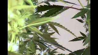 Early Flowering Cycle of the Cannabis Plant~Buds at 1 month! MonaLisaLuvsMaryJane.com Teaches MJ