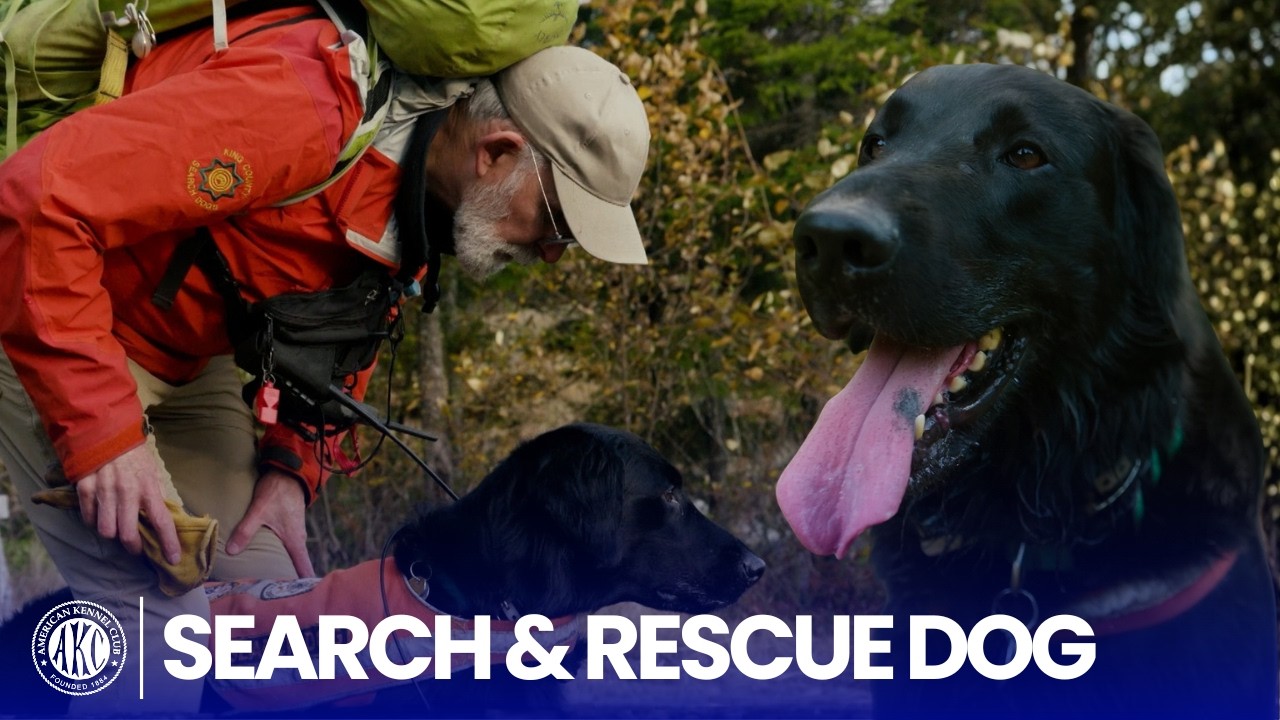 How a Search & Rescue Dog Finds Missing People in the Wilderness | AKC ...