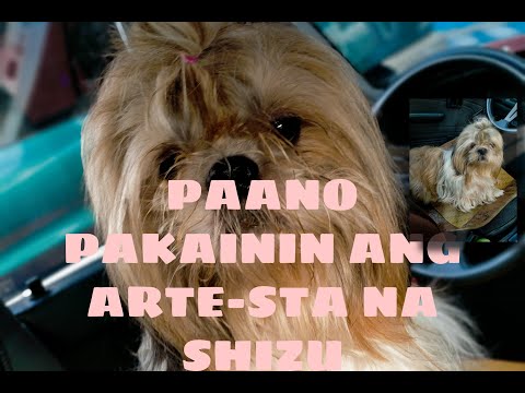 Video: Paano Pakainin Ang Isang Laruang Terrier