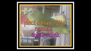 PLECI DAKUN WIlLIS ROLL TEMBAK DURASI