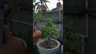 Jade plant pruning or cutting ✂️