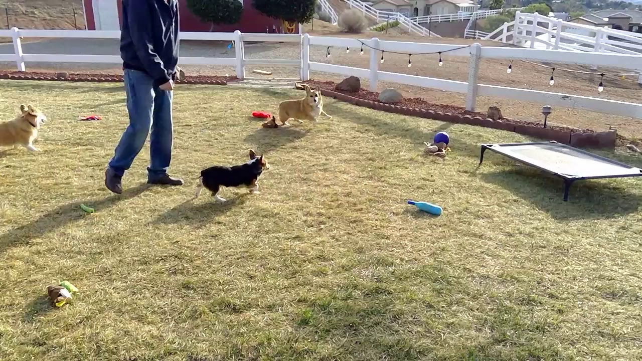 Queen's Best Stumpy Dog Rescue - A Corgi Rescue - Livestream