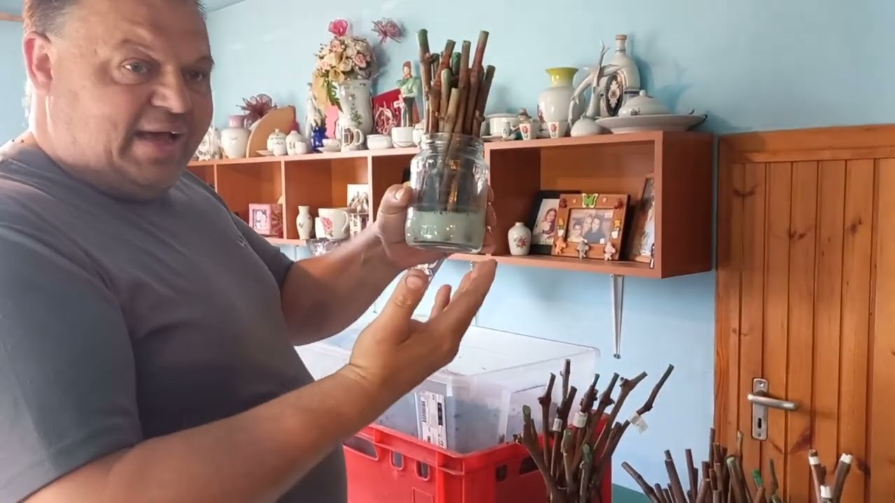 Zotyukert 34. - Szőlővesszők gyökereztetése A-Z-ig