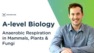 Anaerobic Respiration in Mammals, Plants & Fungi | A-level Biology | OCR, AQA, Edexcel