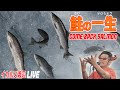 イカルス渡辺 鮭の一生 ~カンバック・サーモン~