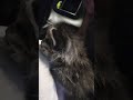 I can't believe my 2 week old kitten did this!!!   #kitten #cat 