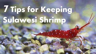 7 Tips For Keeping Sulawesi Shrimp
