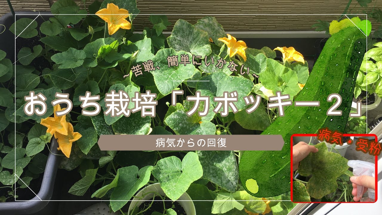 ベランダ栽培】実物の難しさ知る「韓国のカボチャ エホバク