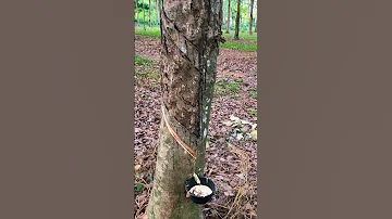 Как собирают каучук в Таиланде/ How rubber is collected in Thailand  #shorts #thailand #rubber