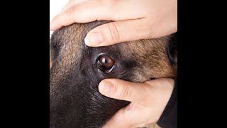 ماهى مشاكل العين عند الكلاب و القطط؟؟