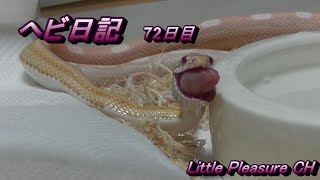 【ヘビ日記 #5】コーンスネークの臆病な性格を改善したい！【Roseo】Snake Diary #5