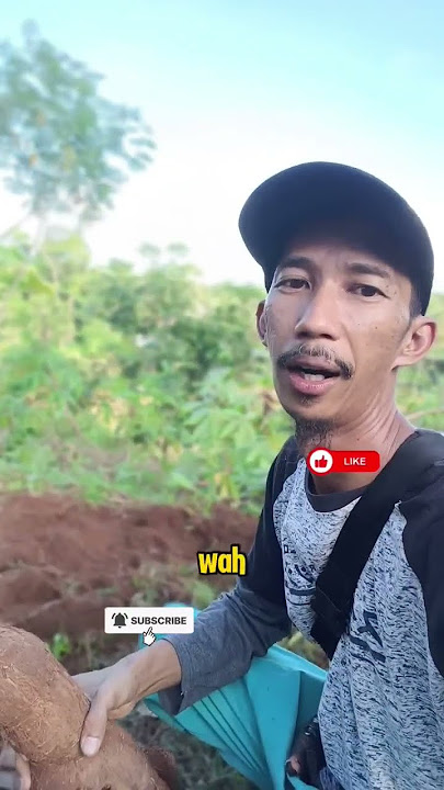 Wahhh...sekali panen #singkong #PetaniSingkong #SingkongRaksasa #fypシ゚viral #PanenSingkong #baraya
