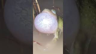 Frog mouth breathing close-up view #shorts
