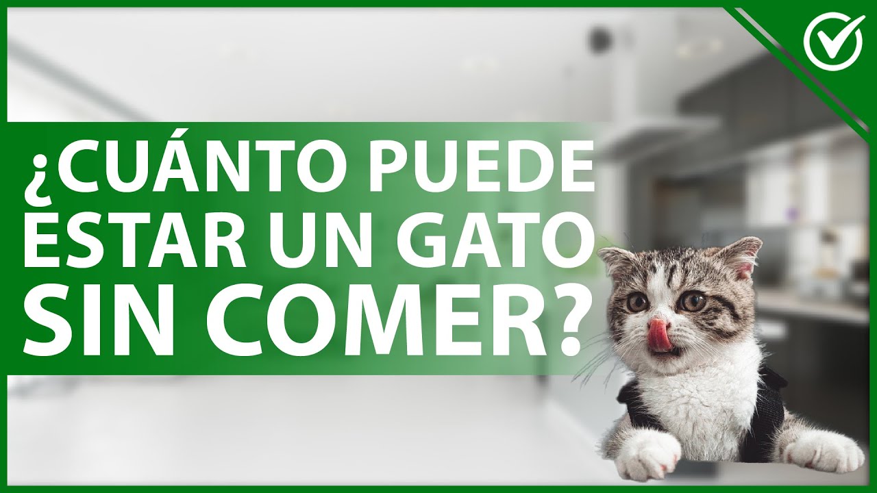 🐱 ¿Cuánto tiempo puede estar un GATO SIN COMER y qué consecuencias