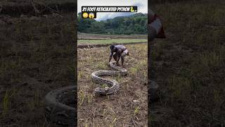 21 foot Reticulated Python🐍 Sulawesi 🇮🇩📍 My biggest wild snake to date  Still searching for bigger 👀