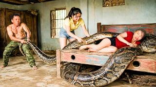 72 Hours of Terror: Giant Python Invades Farm Bedroom | Shocking Rescue Moment Caught!