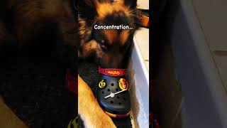 #naptime #sleepingdogs #sleepy #cutedogs #petlover #funnydogs #cutepets #fyp