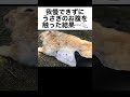 我慢できずにうさぎのお腹を触った結果…