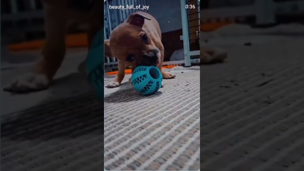 ⁣Lexi’s Solo Ball Time....🥎🤩 (Until Luna Crashes the Party!)💥🤪 #staffymoments