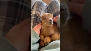 My neighbor knocked at 6am holding a towel… I wasn't ready 🐐 #shorts