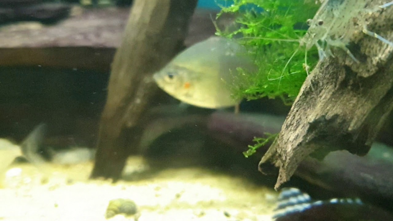 Catoprion mento, zebra plecos