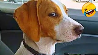🤣🤣 Funniest Cats & Dogs 2022 🦴🐾🙀 | Part 19