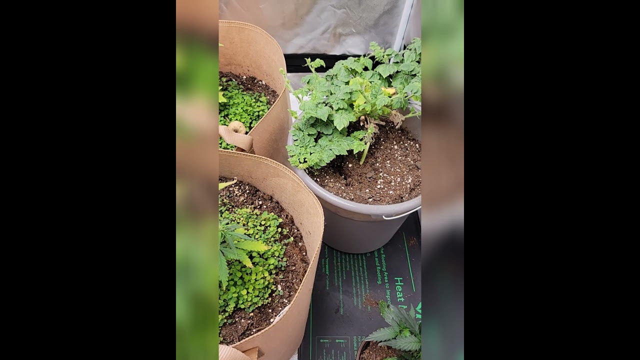 Is Nitrogen really to blame🤔? Are these mushrooms 🍄 beneficial? 