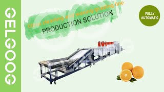 Amazing Citrus Washing Waxing Grading Processing Line🔥🔥🔥 Wealth