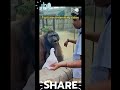 Gorilla 🦍🦍🦍🦍🦍 Don't mess with me