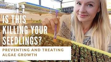 Treat and prevent algae growth in seedlings!