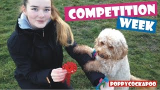 Competition Week! - Cockapoo Training