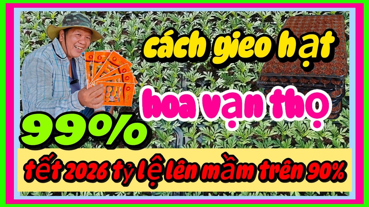 Cách gieo hạt hoa vạn thọ tết 2026 tỷ lệ lên mầm trên 90%