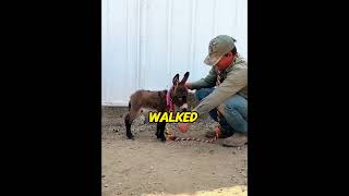 I Rescued a Homeless Baby Donkey. His New Life in My Backyard Left Everyone Crying! 😭#donkeyrescue